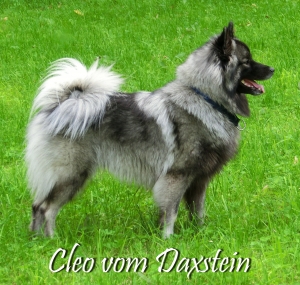 Cleo vom Daxstein Zuchthündin Wolfsspitz Bayern