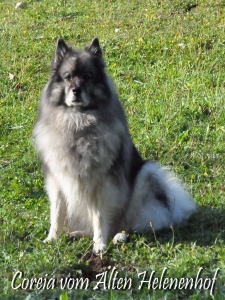 Hündinnen Zucht Wolfsspitze Coreija vom Alten Helenenhof